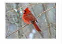 020204_7218-TS-Male Cardinal